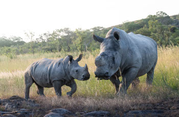 Rhino sighting in the Matobo National Park