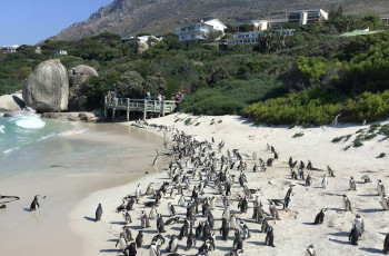 Boulders Beach Penguin Colony