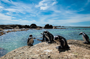 Penguins at Boulders Bay