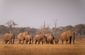 Elephant sighting on a game drive in the Moremi