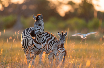 Zebras close to Camp Moremi