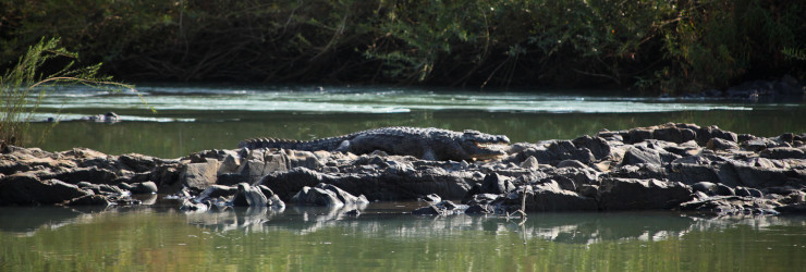 A crocodile sighting close to the Epupa Falls in the Caprivi