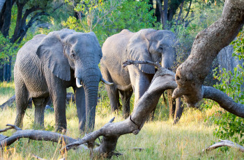 Elephants in the Greater Kruger National Park