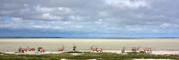 Oryx on the salt pans of Etosha National Park