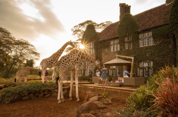 Enjoy afternoon tea with the giraffes