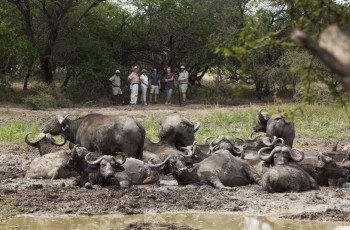 Buffalo in the river