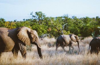 Up close at an elephant sighting in Kruger