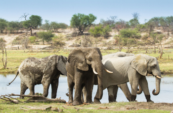 An elephant sighting in the Makgadikgadi National Park