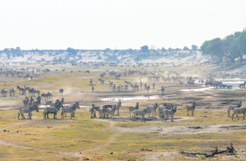 The zebra migration through the pans