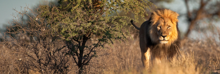 Lion in the Kruger National Park