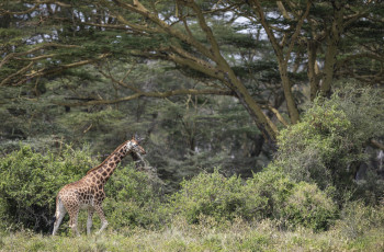 Giraffes wasndering close to the Loldia House