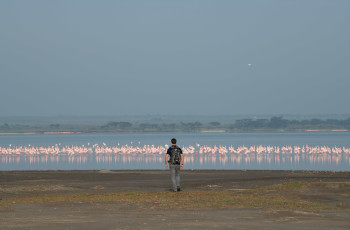 Flamingos on the lake's shoreline