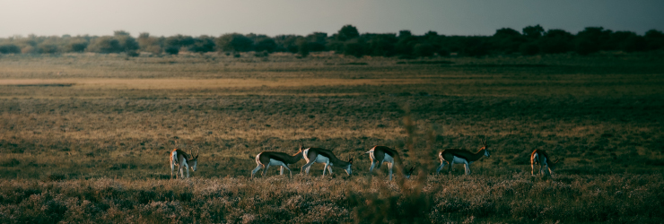 Springbok sighting in the Kalahari