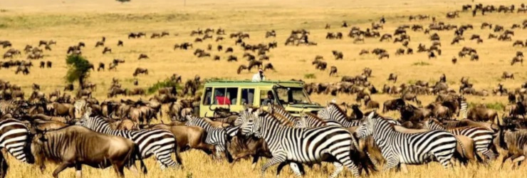 Hundreds of wildebeest and zebra on a game drive in the Masai Mara