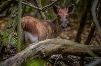 A duiker roaming the grounds at Mnemba Island Lodge