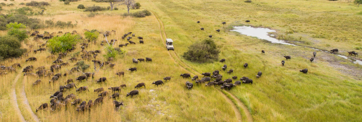  Aerial view of a game drive in the Moremi Game Reserve