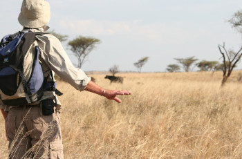 A buffalo sighting whilst out on foot in the Serengeti