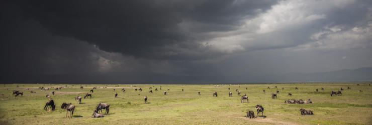 Abundance of wildlife within the Ngorongoro Crater