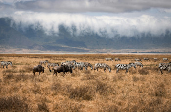 Zebra and Wildebeest on the crater floor