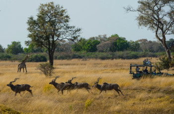 Game drives in the Bwabwata National Park