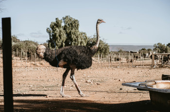 Learn all about the largest bird the ostrich