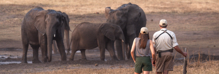 Elephant sighting while out on a walking safari in Hwange