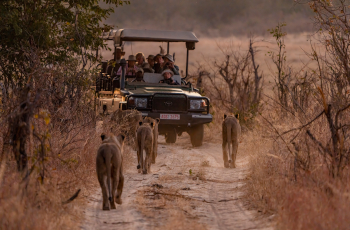 Lion sighting while on a game drive at Sable Valley