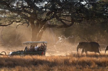 Elephants in the Hwange National Park