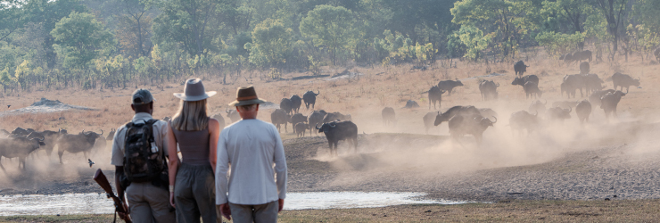 Walking safari in the Hwange National Park