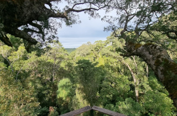 Beautiful views through the treetops in the Tsitsikamma forests