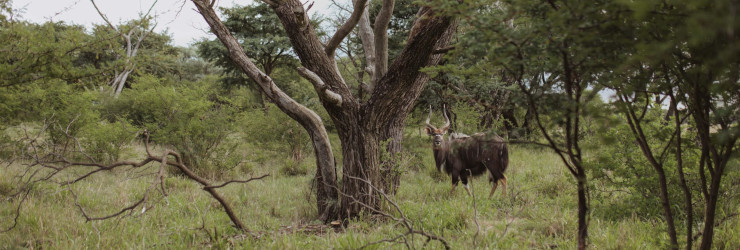 Game viewing right from the lodge