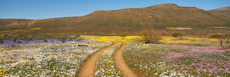 West Coast National Park, wildflowers in full bloom