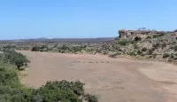 Elephants in the dry river bed at Mashatu Game Reserve