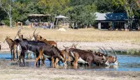 Sable at the waterhole in front of Little Makalolo 