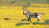 Zebra in the Bushman's Kloof Wilderness Reserve