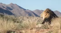 Tswalu Kalahari, South Africa