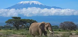 Kilimanjaro