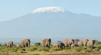 Amboseli Kenya