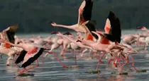 Flamingos at Lake Nakuru