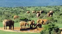 Addo National Park