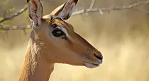 Impala at Kruger Park