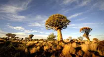 Quiver Tree Forest Rest Camp