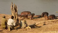 Walking Safari in South Luangwa