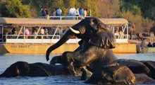 Chobe River boat cruise