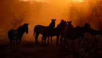 Zebras in the Kalahari