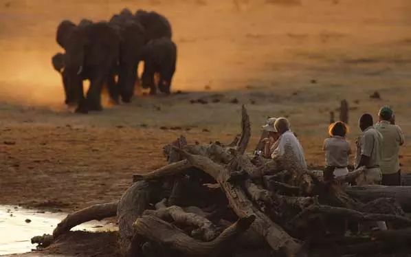 Lions in Savuti