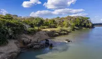 Elephants on the Save River