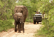 Game drive, Shumbalala Game Lodge near Kruger National Park